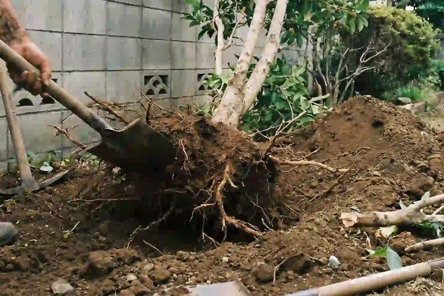 大きくなりすぎた庭木の抜根作業（船橋市・松戸市周辺）